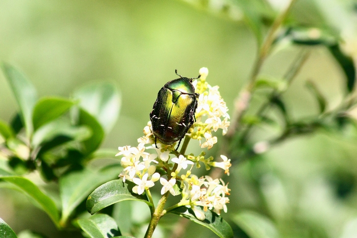 Cetonia sp.1?